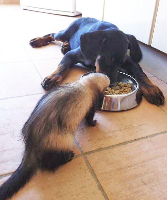 domainedelalicorne.fr Elevage de beauceron chiot beauceron pure race élevage du clos de la licorne elevage des gardiens de la licorne elevage beauceron noir et feu authentique gros gabarits élevage de Beauceron familial sérieux et qualité domainedelalicorne.fr suivi des chiots conseil d’éducation chiot propre bas rouge santé caractère spécialiste du beauceron noir et feu ou arlequin chien rustique berger de France  nos chiots sont élevés avec amour et attention notre passion au service de la qualité Beauceron de qualité et sportif domaine de la licorne 04380 BARRAS élevage en liberté éleveur berger de beauce élevage de beauceron de travail 